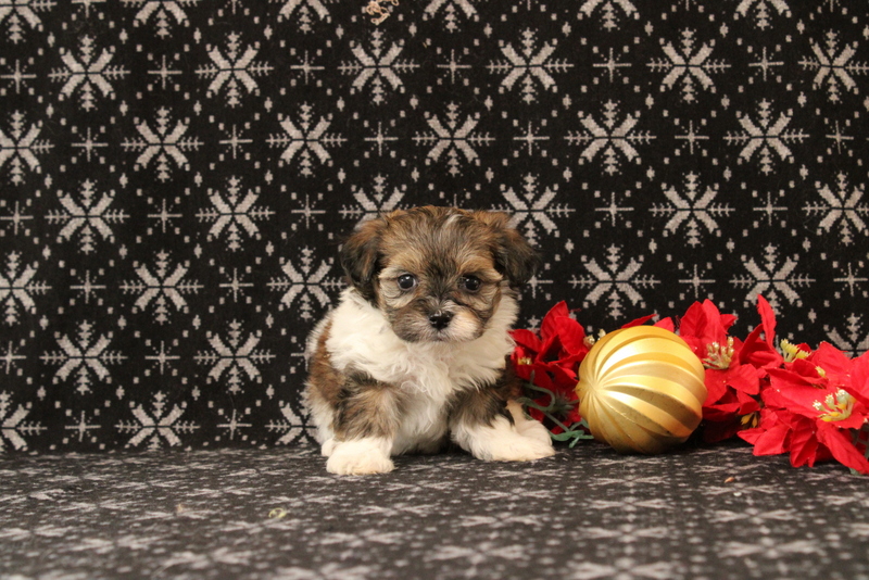 puppy, for, sale, Maltipoo, Matthew B. Stoltzfus, dog, breeder, Gap, PA, dog-breeder, puppy-for-sale, forsale, nearby, find, puppyfind, locator, puppylocator, aca